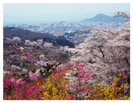 万松花見山会席膳